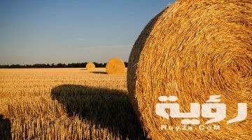 تفسير رؤية التبن في المنام