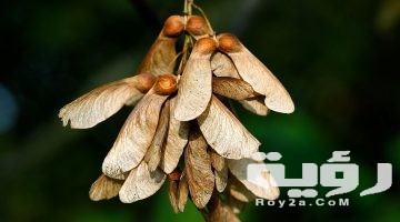 تفسير رؤية الجميز في المنام