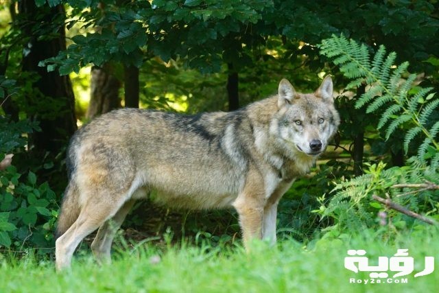 wolf predator european wolf carnivores 162256