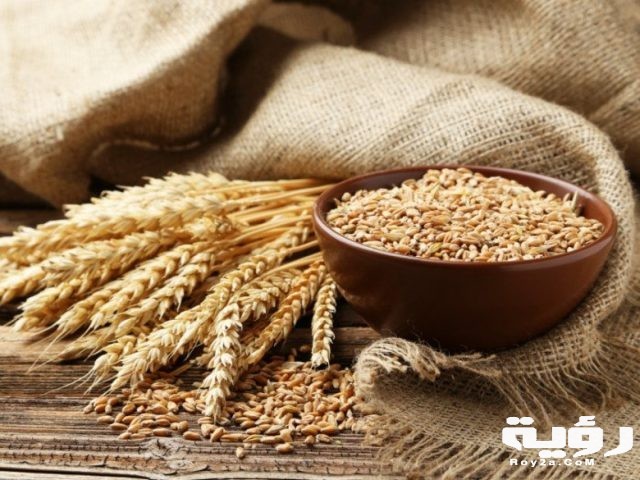 قمح البليلة