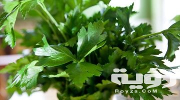 تفسير رؤية الشبت والبقدونس في المنام
