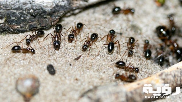 ants 1280p