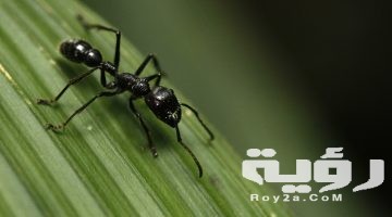 تفسير رؤية النمل على الحائط في المنام