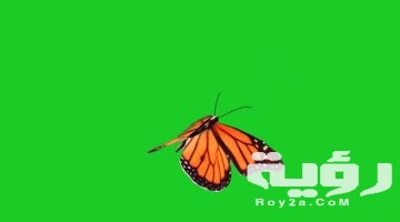 تفسير رؤية الفراشات في المنام