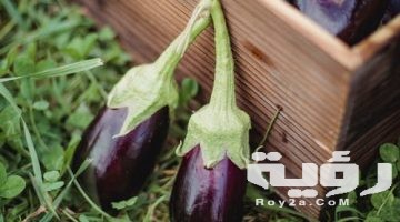 تفسير رؤية الباذنجان في المنام