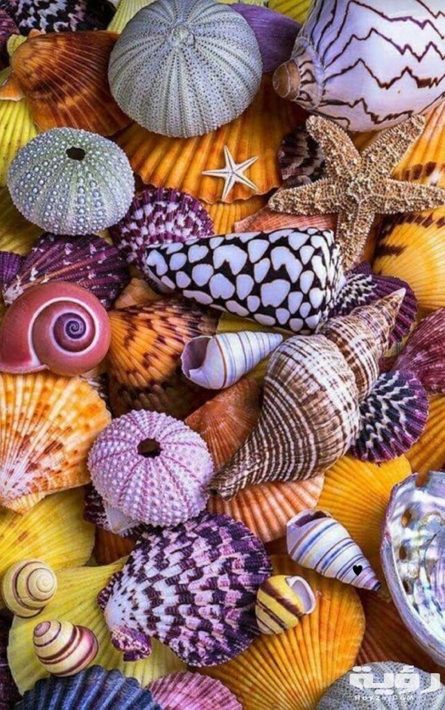 صور خلفيات موبايل للبنات 2021