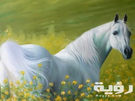 أجمل صور الخيول بيضاء وسوداء 2021