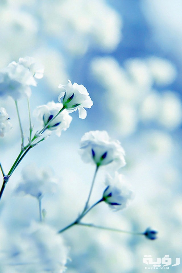 صور خلفيات هادئة للهاتف 2021