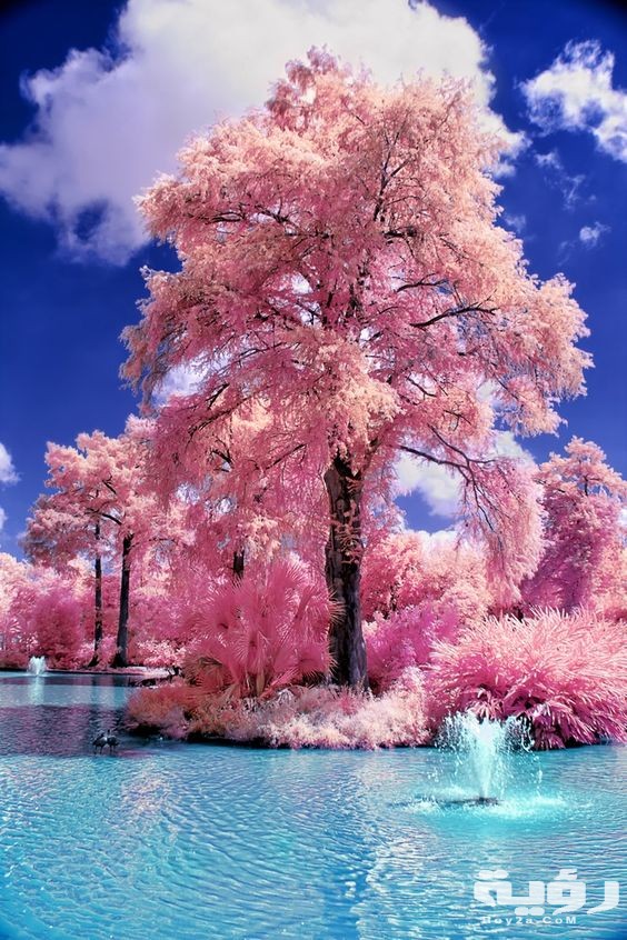 صور خلفيات هادئة للهاتف 2021