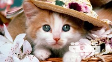 صور قطط جميلة 2026 احدث خلفيات القطط