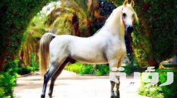 صور الخيول بيضاء وسوداء 2026 صور احصنة بيضاء وسوداء