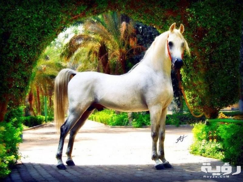 صور الخيول بيضاء وسوداء 2026 صور احصنة بيضاء وسوداء