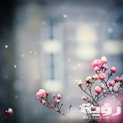 صور خلفيات هادئة وجميلة