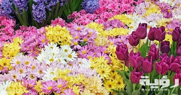 صور خلفيات ورود HD طبيعية