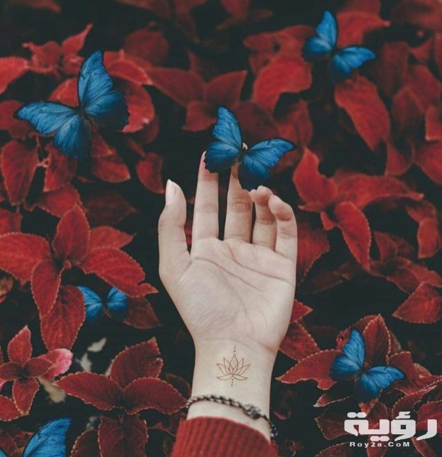 صور خلفيات هادئة وجميلة