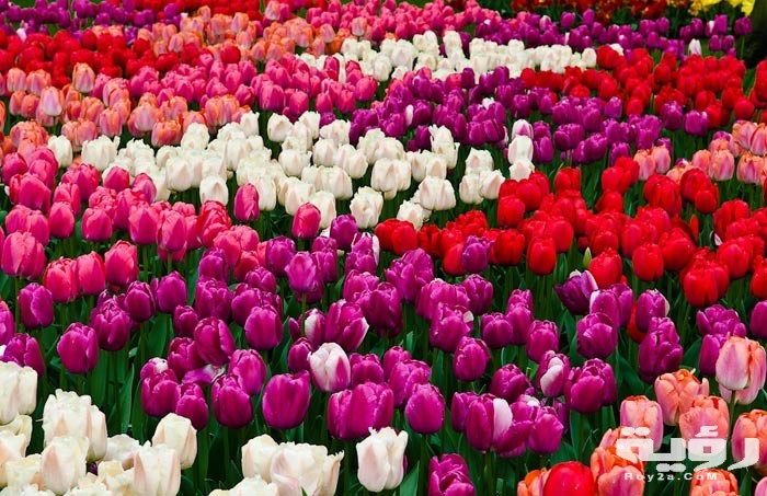 صور خلفيات ورود HD طبيعية