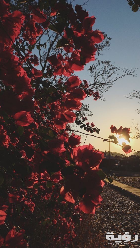 صور خلفيات عميقة 2021