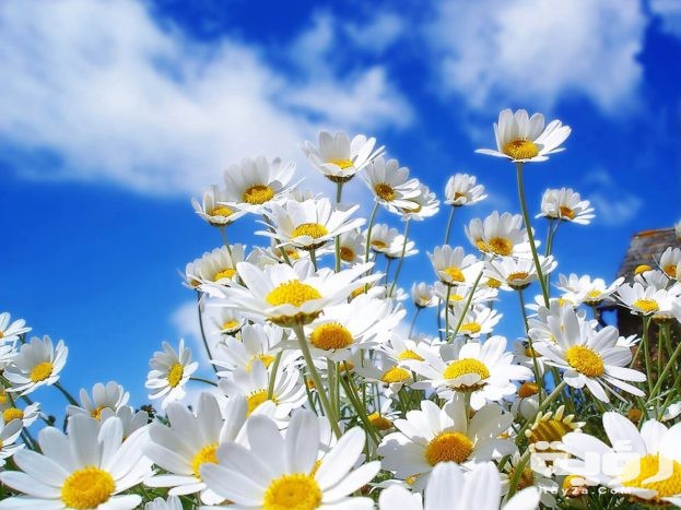 صور خلفيات ورود HD طبيعية