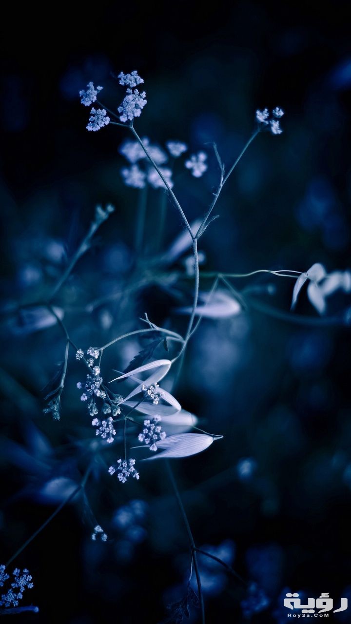 صور خلفيات سامسونج