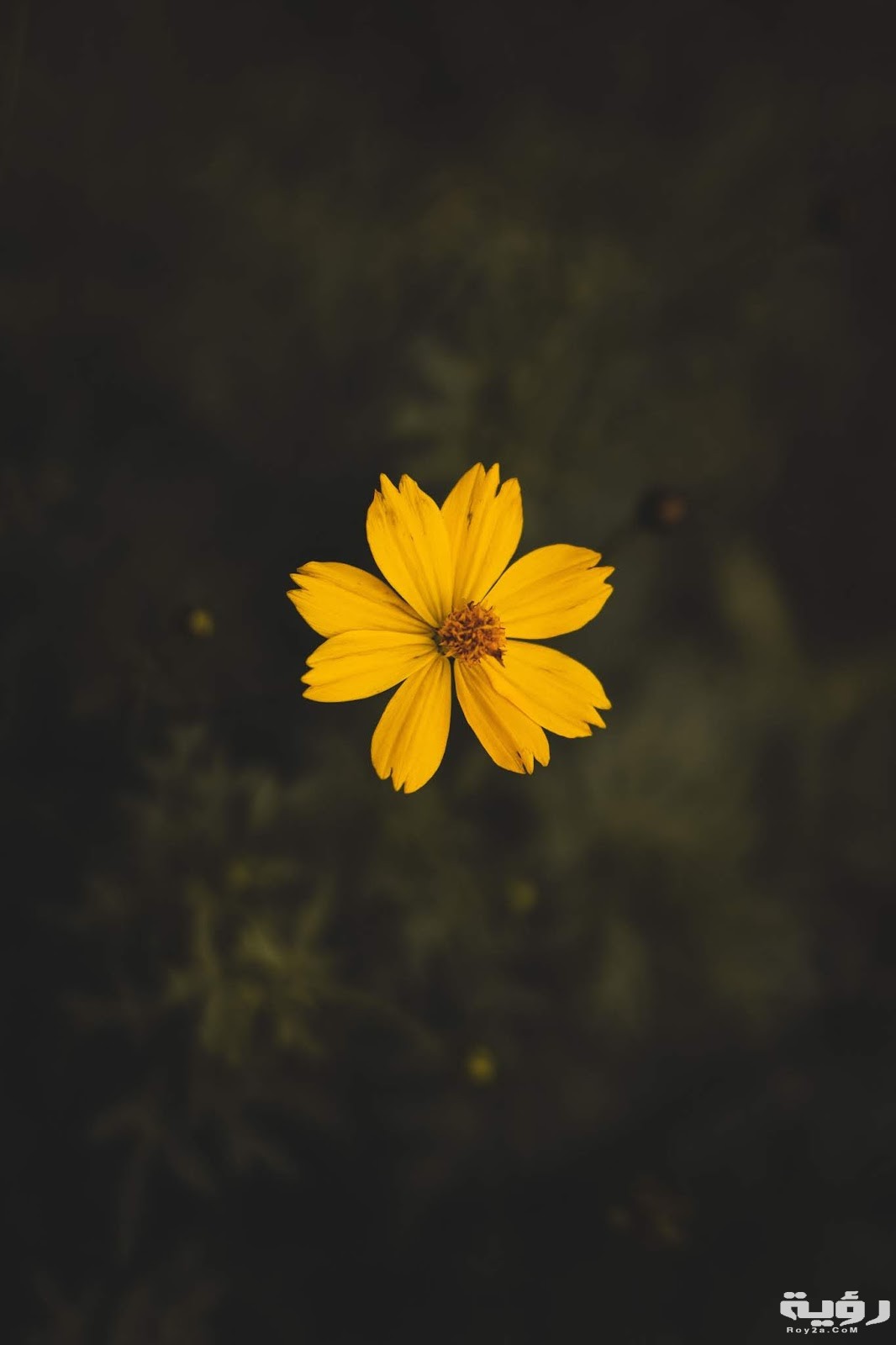 صور خلفيات سامسونج