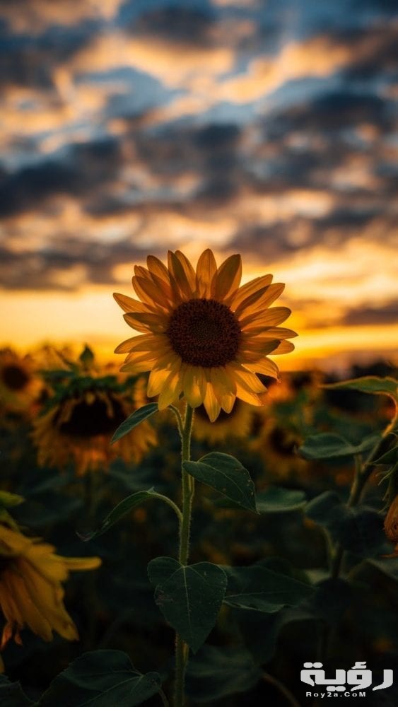 صور خلفيات عميقة 2021