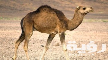 اسم حيوان بحرف ج الجيم