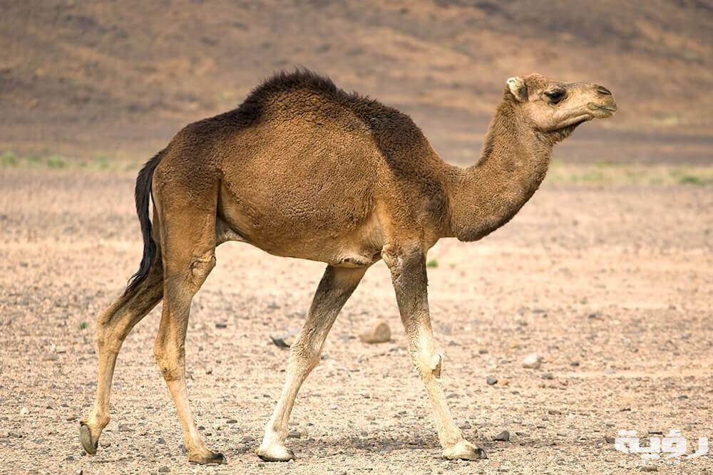 اسم حيوان بحرف ج الجيم 5 اسم حيوان بحرف ج الجيم