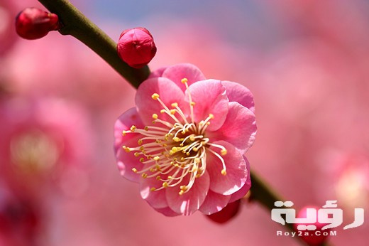 صور خلفيات ورود HD طبيعية