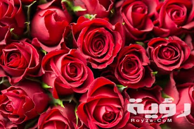 صور خلفيات ورود HD طبيعية