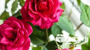 صور خلفيات ورود HD طبيعية 2026