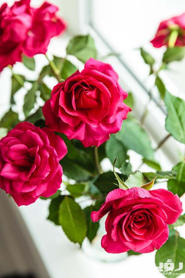 صور خلفيات ورود HD طبيعية 2026 1 photo 1561826336 37bdb1339994