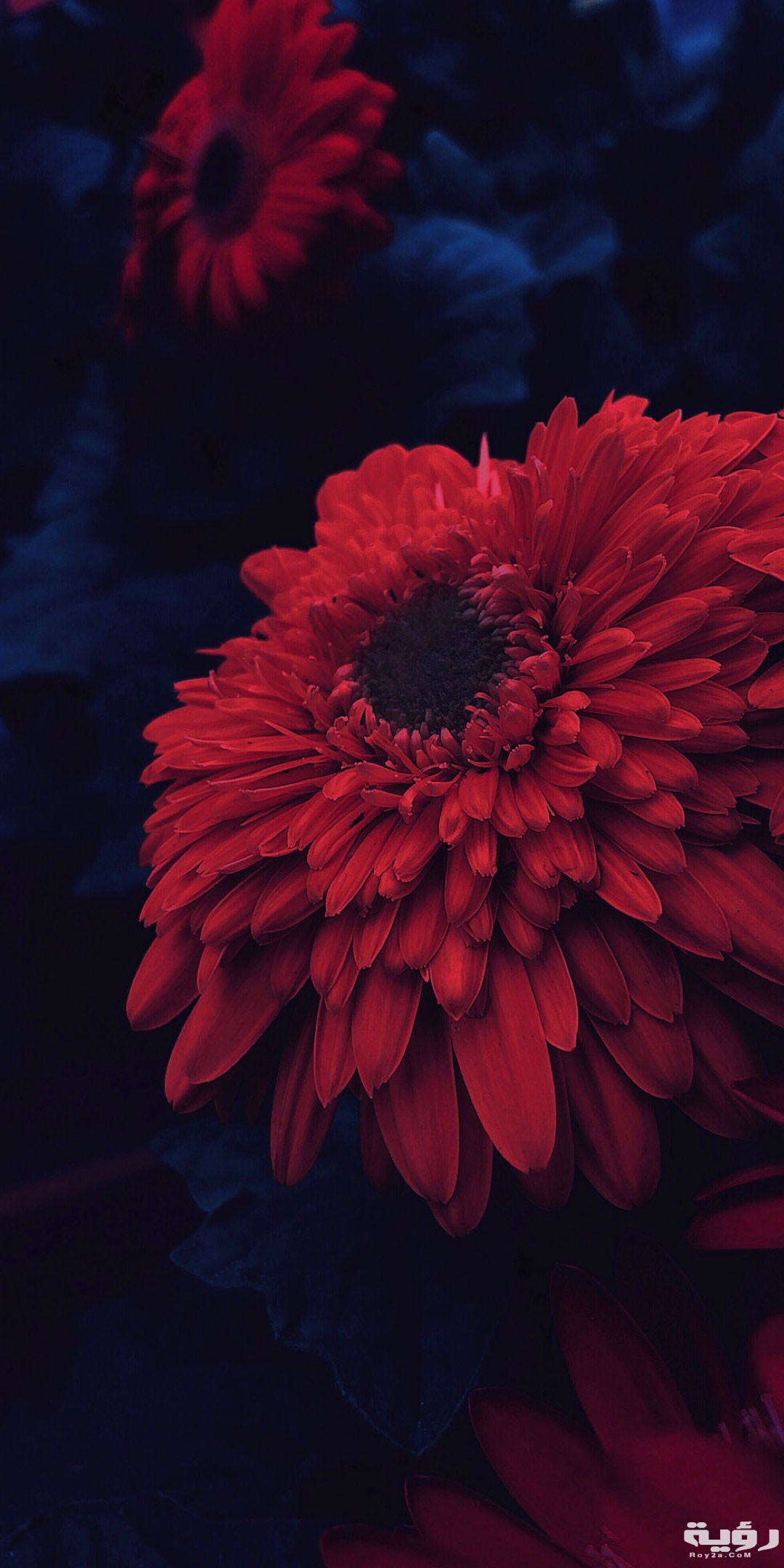 صور خلفيات هادئة للهاتف 2021