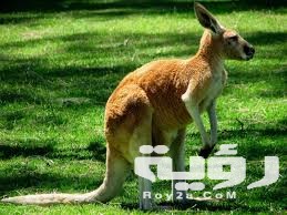  اسم حيوان بحرف ك الكاف من ست حروف