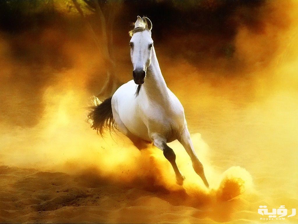 أجمل صور الخيول بيضاء وسوداء 2021