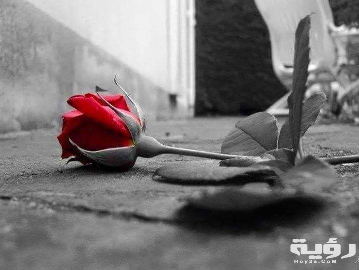 صورة على الارض