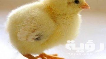اسم حيوان بحرف ص الصاد