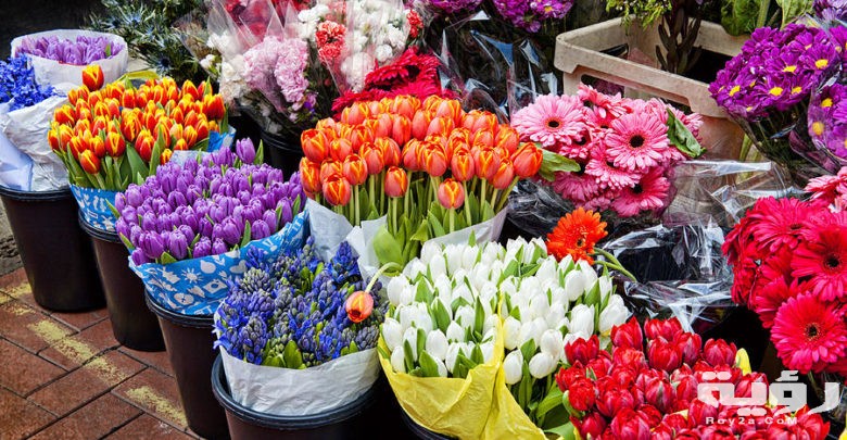 صور خلفيات ورود HD طبيعية