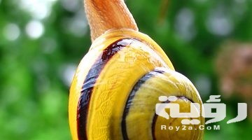تفسير رؤية الحلزون في المنام