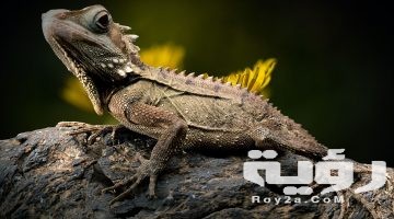 تفسير رؤية الهروب من السحلية في المنام