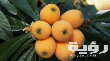 تفسير رؤية الاسكدنيا في المنام