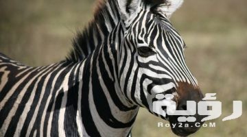 تفسير رؤية الحمار الوحشي في المنام