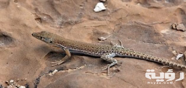  تفسير الهروب من السحلية في المنام