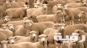 تفسير رؤية راعي الغنم والابقار في المنام