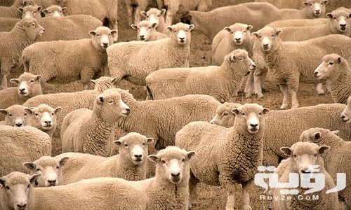 تفسير رؤية راعي الغنم والابقار في المنام 5 تفسير رؤية راعي الغنم والابقار في المنام