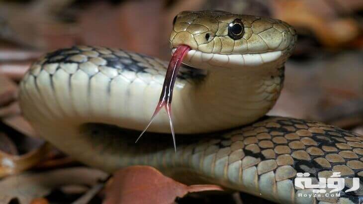 Jesť hada vo sne pre vydatú ženu