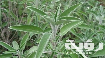 تفسير رؤية الميرمية في المنام