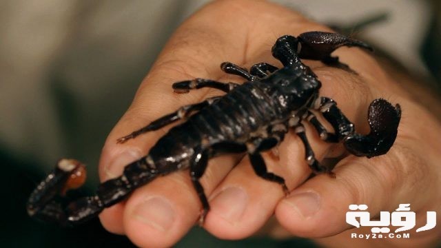 تفسير رؤية العقرب الأسود في الحلم