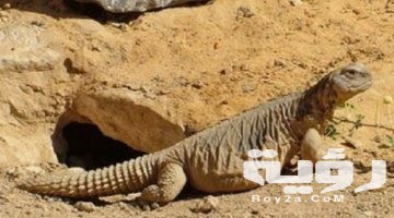تفسير رؤية الضب في المنام
