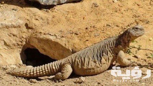 تفسير رؤية الضب في المنام 5 تفسير رؤية الضب في المنام