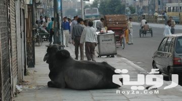 تفسير رؤية البقر الميت في المنام